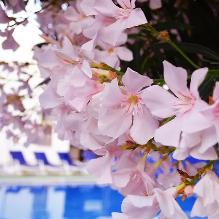 Отель Ali Baba 2*