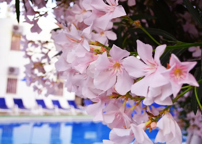 Отель Ali Baba 2*